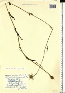 Doronicum hungaricum Rchb. fil., Eastern Europe, South Ukrainian region (E12) (Ukraine)