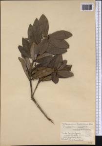 Clerodendrum lindenianum A.Rich., America (AMER) (Cuba)