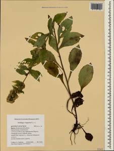 Solidago virgaurea L., Crimea (KRYM) (Russia)