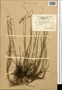 Carex dacica Heuff., Caucasus, South Ossetia (K4b) (South Ossetia)