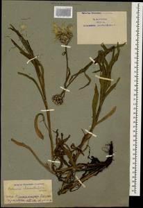 Centaurea cheiranthifolia Willd., Caucasus, Armenia (K5) (Armenia)