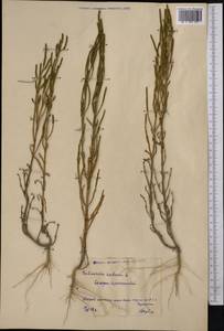 Salicornia europaea L., Middle Asia, Northern & Central Kazakhstan (M10) (Kazakhstan)