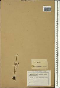 Ranunculus pedatus Waldst. & Kit., Caucasus (no precise locality) (K0)