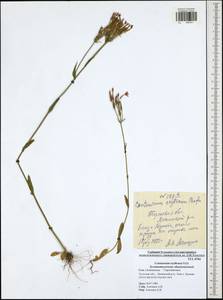 Centaurium erythraea, Eastern Europe, Central region (E4) (Russia)