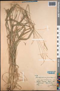 Brachypodium pinnatum (L.) P.Beauv., Caucasus, Black Sea Shore (from Novorossiysk to Adler) (K3) (Russia)