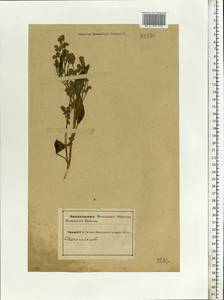 Chenopodium, Eastern Europe, Northern region (E1) (Russia)