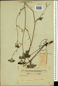 Pimpinella saxifraga L., Caucasus, Azerbaijan (K6) (Azerbaijan)