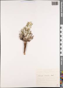 Echinops humilis M. Bieb., Siberia, Altai & Sayany Mountains (S2) (Russia)
