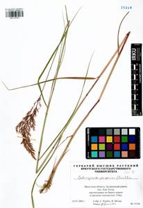 Calamagrostis purpurea (Trin.) Trin., Siberia, Baikal & Transbaikal region (S4) (Russia)