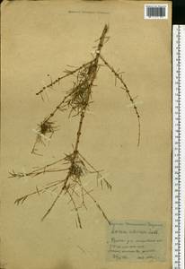 Larix sibirica Ledeb., Eastern Europe, Moscow region (E4a) (Russia)