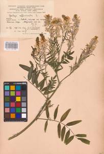 Galega officinalis L., Eastern Europe, West Ukrainian region (E13) (Ukraine)