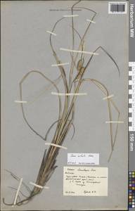 Carex rostrata var. rostrata, Eastern Europe, Northern region (E1) (Russia)