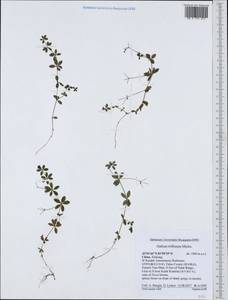 Galium triflorum Michx., South Asia, South Asia (Asia outside ex-Soviet states and Mongolia) (ASIA) (China)