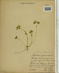 Medicago lupulina L., Eastern Europe, South Ukrainian region (E12) (Ukraine)