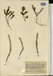 Empetrum nigrum L., Eastern Europe, Lithuania (E2a) (Lithuania)