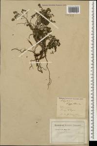 Thymus sipyleus Boiss., Caucasus, Georgia (K4) (Georgia)
