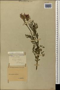 Astragalus onobrychis L., Caucasus, Stavropol Krai, Karachay-Cherkessia & Kabardino-Balkaria (K1b) (Russia)