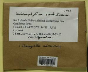 Echinophyllum sachalinense (Lindb.) T.J. O'Brien, Bryophytes, Bryophytes - Russian Far East (excl. Chukotka & Kamchatka) (B20) (Russia)
