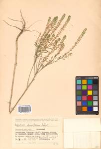 Lepidium densiflorum Schrad., Siberia, Russian Far East (S6) (Russia)