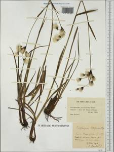 Eriophorum latifolium Hoppe, Western Europe (EUR) (France)