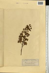 Aesculus hippocastanum L., Eastern Europe, Moscow region (E4a) (Russia)