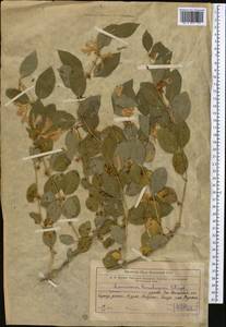 Lonicera korolkowii Stapf, Middle Asia, Western Tian Shan & Karatau (M3) (Uzbekistan)
