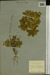 Arabis alpina L., Eastern Europe, Northern region (E1) (Russia)