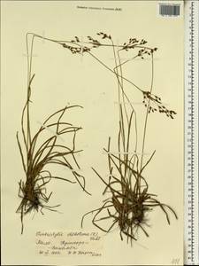 Fimbristylis dichotoma (L.) Vahl, Africa (AFR) (Mali)