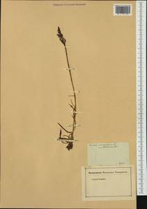 Anacamptis coriophora (L.) R.M.Bateman, Pridgeon & M.W.Chase, Western Europe (EUR) (Germany)