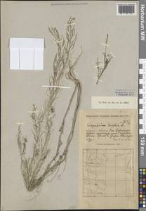 Descurainia sophia (L.) Webb ex Prantl, Middle Asia, Caspian Ustyurt & Northern Aralia (M8) (Kazakhstan)