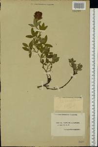 Trifolium medium L., Eastern Europe, South Ukrainian region (E12) (Ukraine)
