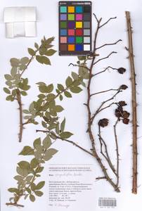 Rosa corymbifera Borkh., Eastern Europe, Lower Volga region (E9) (Russia)