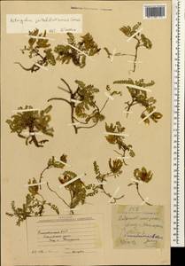 Astragalus lineatus Lam., Caucasus, Azerbaijan (K6) (Azerbaijan)