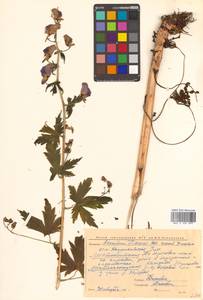 Aconitum fischeri Rchb., Siberia, Chukotka & Kamchatka (S7) (Russia)
