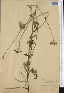 Xanthoselinum alsaticum subsp. venetum (Spreng.) Reduron, Charpin & Pimenov, Western Europe (EUR) (Italy)