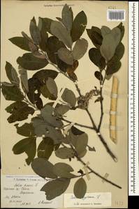 Salix aegyptiaca L., Caucasus, Armenia (K5) (Armenia)