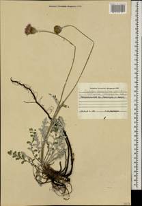 Psephellus leucophyllus (M. Bieb.) C. A. Mey., Caucasus, Stavropol Krai, Karachay-Cherkessia & Kabardino-Balkaria (K1b) (Russia)