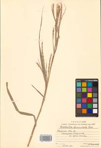 Hemarthria sibirica (Gand.) Ohwi, Siberia, Russian Far East (S6) (Russia)