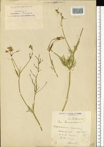 Delphinium consolida subsp. consolida, Eastern Europe, Lower Volga region (E9) (Russia)