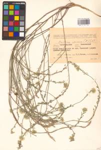 Berteroa incana (L.) DC., Eastern Europe, Lower Volga region (E9) (Russia)