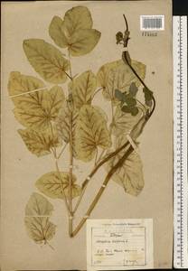 Laserpitium latifolium L., Eastern Europe, North-Western region (E2) (Russia)
