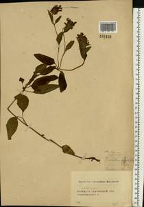 Prunella grandiflora (L.) Scholler, Eastern Europe, Central forest-and-steppe region (E6) (Russia)