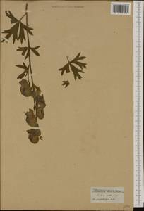 Aconitum variegatum subsp. variegatum, Western Europe (EUR) (Not classified)