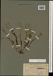 Myosotis lithospermifolia (Willd.) Hornem., Caucasus, Armenia (K5) (Armenia)