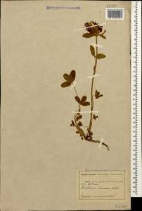 Trifolium canescens Willd., Caucasus, Abkhazia (K4a) (Abkhazia)