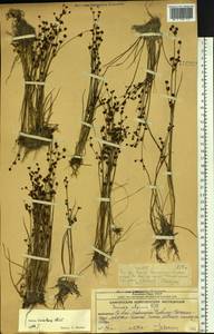 Juncus alpinoarticulatus subsp. rariflorus (Hartm.) Holub, Siberia, Chukotka & Kamchatka (S7) (Russia)