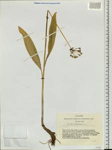 Allium microdictyon Prokh., Siberia, Altai & Sayany Mountains (S2) (Russia)