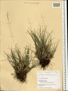 Festuca trachyphylla (Hack.) Hack., Eastern Europe, Western region (E3) (Russia)