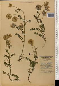 Coronilla varia L., Caucasus, Stavropol Krai, Karachay-Cherkessia & Kabardino-Balkaria (K1b) (Russia)