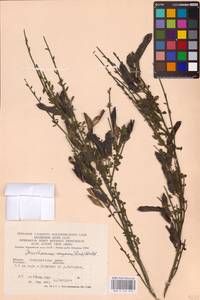 Cytisus scoparius (L.) Link, Eastern Europe, West Ukrainian region (E13) (Ukraine)